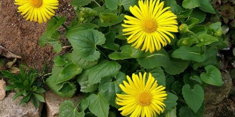 Kozji cvijet (doronicum): uzgoj iz sjemena, kada saditi, fotografija